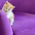 Kutunun içinde buldugumuz kediye yuva arıyoruz fotoğraf