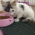 Yumoş yumoş bir kedi fotoğraf