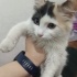 Yumoş yumoş bir kedi fotoğraf