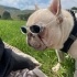 1.5 YAŞINDA ÇİPLİ ERKEK FRANSIZ BULLDOG ÖMÜRLÜK YUVASINI ARIYOR ESENYURT fotoğraf