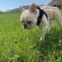 1.5 YAŞINDA ÇİPLİ ERKEK FRANSIZ BULLDOG ÖMÜRLÜK YUVASINI ARIYOR ESENYURT fotoğraf