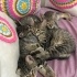 4 tane tekir yavru kedi