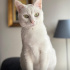 Pamuk kız Carla fotoğraf