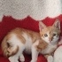 Yaralı halde sokaktan kurtarilan minik fotoğraf