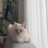 Yuva Arayan Masmavi Gözlü Güzellik fotoğraf