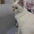 Yuva Arayan Masmavi Gözlü Güzellik fotoğraf