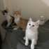 Kardeşler yuva arıyor fotoğraf