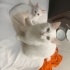 Kardeşler yuva arıyor fotoğraf