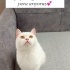 Sakin uysal kızımıza yuva arıyoruz. fotoğraf