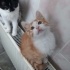 kaju beye yuva arıyorum fotoğraf