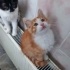 kaju beye yuva arıyorum fotoğraf