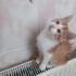 kaju beye yuva arıyorum fotoğraf