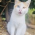 ÜCRETSİZ KEDİ SAHİPLENMEK İÇİN EN DOĞRU YERDESİNİZ! fotoğraf