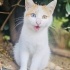 ÜCRETSİZ KEDİ SAHİPLENMEK İÇİN EN DOĞRU YERDESİNİZ! fotoğraf