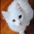 ÜCRETSİZ KEDİ SAHİPLENMEK İÇİN EN DOĞRU YERDESİNİZ! fotoğraf