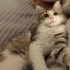 Pofuduk Leo şanslı ailesini bekliyor fotoğraf