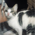 Prenses yavru kedi yuva arıyor fotoğraf