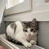 Prenses yavru kedi yuva arıyor fotoğraf