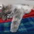 Ücretsiz sahiplenme pofidik tuğlu British kedi fotoğraf