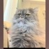 Ücretsiz sahiplenme pofidik tuğlu British kedi fotoğraf