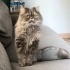 Ücretsiz sahiplenme pofidik tuğlu British kedi fotoğraf