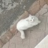 Sokalarda terk edildi yıllardır sokaklar da fotoğraf