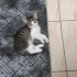 4 aylık dost canlısı yavru kedi - ANKARA fotoğraf