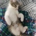 4 aylık dost canlısı yavru kedi - ANKARA fotoğraf
