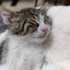 4 aylık dost canlısı yavru kedi - ANKARA fotoğraf