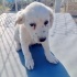 Orta ırk olacak 2,5 aylık bebekler kafesteler, sıcak bir yuvaları olmasın mı🥺 fotoğraf