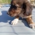 Orta ırk olacak 2,5 aylık bebekler kafesteler, sıcak bir yuvaları olmasın mı🥺 fotoğraf