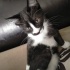 Minik oyuncu kedi yuvasını arıyor fotoğraf