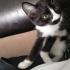 Minik oyuncu kedi yuvasını arıyor fotoğraf