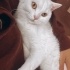 Havin'e Acil Yuva Arıyoruz fotoğraf