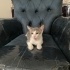 3 Yavru Kedi ve Anneleri Sahiplendirilecek fotoğraf