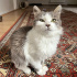 Evinize yardıma muhtaç kedi almak kadar güzel bir şey yok fotoğraf