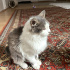 Evinize yardıma muhtaç kedi almak kadar güzel bir şey yok fotoğraf