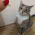 Dünya tatlısı,uysal,sevgi dolu, ev delisi bir kedi. Ona yuva olur musun? fotoğraf