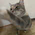 Dünya tatlısı,uysal,sevgi dolu, ev delisi bir kedi. Ona yuva olur musun? fotoğraf