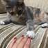 Dünya tatlısı,uysal,sevgi dolu, ev delisi bir kedi. Ona yuva olur musun? fotoğraf
