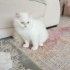 5-6 AYLIK BRİTİSH SORTHAİR fotoğraf