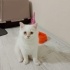 5-6 AYLIK BRİTİSH SORTHAİR fotoğraf