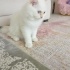 5-6 AYLIK BRİTİSH SORTHAİR fotoğraf