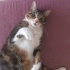 TOMY  (acil yuva ) fotoğraf