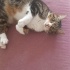 TOMY  (acil yuva ) fotoğraf