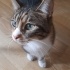 TOMY  (acil yuva ) fotoğraf