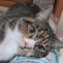TOMY  (acil yuva ) fotoğraf
