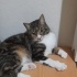 TOMY  (acil yuva ) fotoğraf