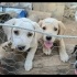 Ücretsiz sahiplenme labrador melez yavru kardeşler fotoğraf