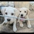 Ücretsiz sahiplenme labrador melez yavru kardeşler fotoğraf